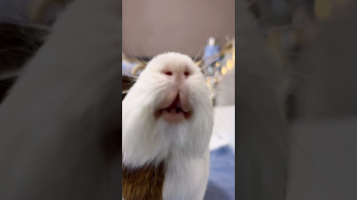 Piglün Theme dkjsajdsaj djsaj dkasjdjasjdkjskadjskajdjskajdaskdj